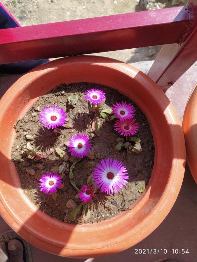 Mangalmurti Himalyan Homestay Hawalbagh エクステリア 写真